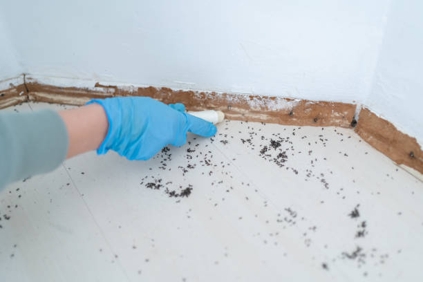 Best Residential Pest Control  in Broomfield, CO